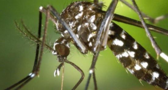 Dengue Cases Cross 72,000 in Sri Lanka